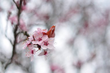 Bulanık arka planda pembe çiçekler