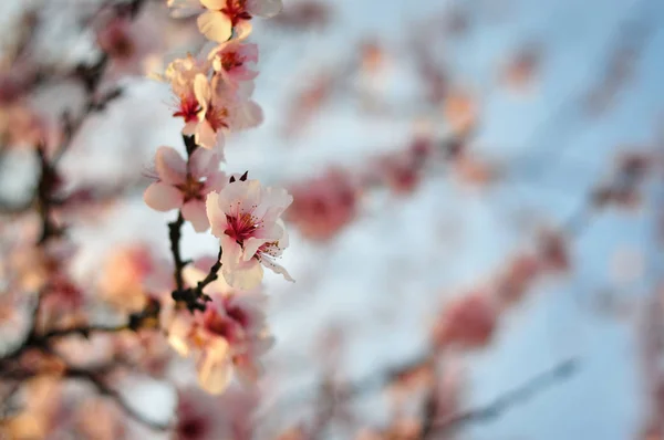 Närbild av våren blommor på suddig bakgrund — Stockfoto