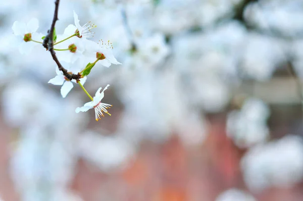 Fleurs printanières blanches contre un mur de briques — Photo