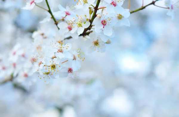 Vita vårblommor mot en vägg av blommor — Stockfoto
