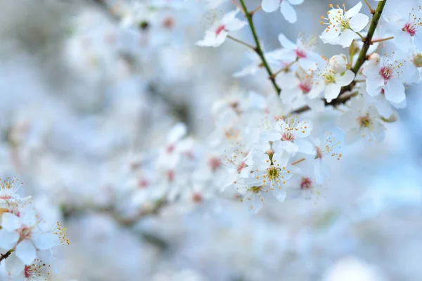 Flores brancas da primavera com fundo borrado — Fotografia de Stock