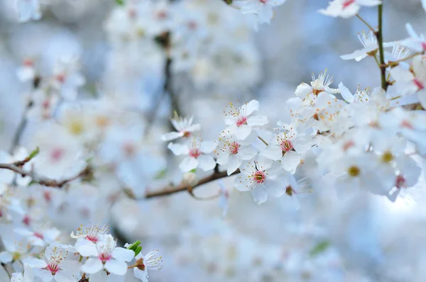 Білі весняні квіти з розмитим тлом — стокове фото