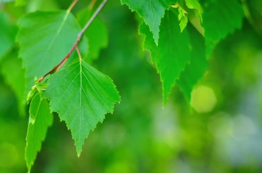 Baharda Huş yaprağı
