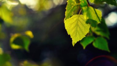 İlkbaharda Huş yaprağı