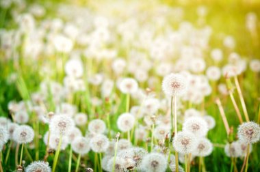 Taze karahindibaları kapatın.