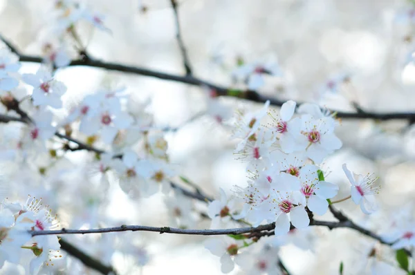 Flores brancas da primavera com fundo borrado — Fotografia de Stock