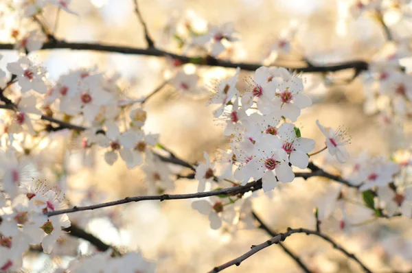 Flores brancas da primavera retroiluminadas pelo sol — Fotografia de Stock