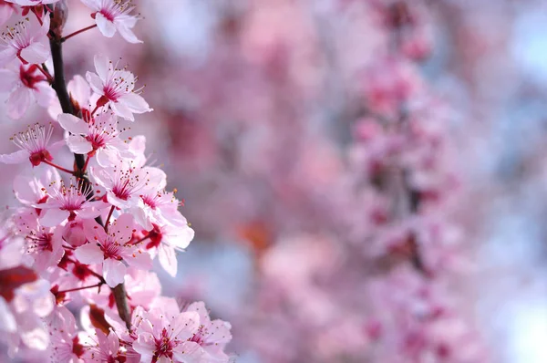 Primer plano de las flores de primavera sobre fondo borroso — Foto de Stock