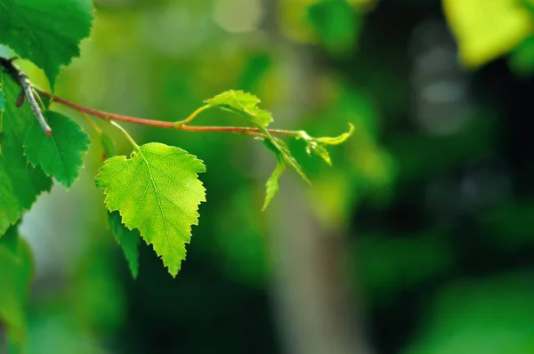 Berken blad in het voorjaar — Stockfoto