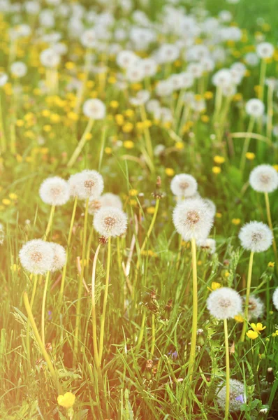 Sluiten van verse paardebloemen — Stockfoto