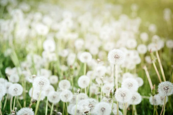 Close up of fresh dandelions — Stock Photo, Image