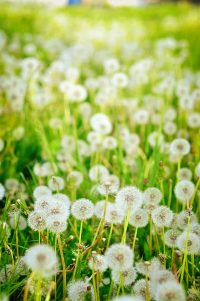 Närbild av färska maskrosor — Stockfoto