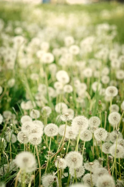 Close Fresh Dandelions — Stock Photo, Image