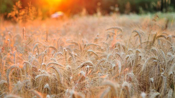 Campo de trigo dorado a la luz del atardecer —  Fotos de Stock
