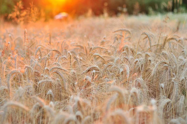 Golden wheat field in sunset light — Stock Photo, Image