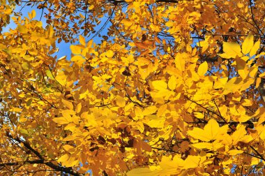 Parlak sarı wallnut yine mavi bir gökyüzü bırakır