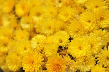 Sonbahar ın sonlarında sarı krizantem