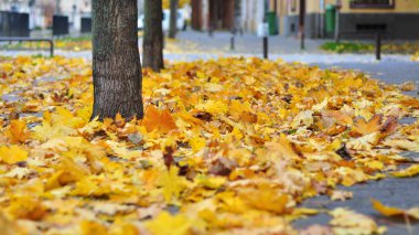 Çimlere ve toprağa düşen sonbahar yaprakları
