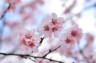 Baharda pembe çiçekler