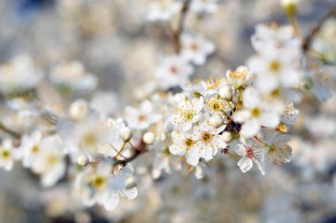 Bulanık bir arkaplanda beyaz çiçekler