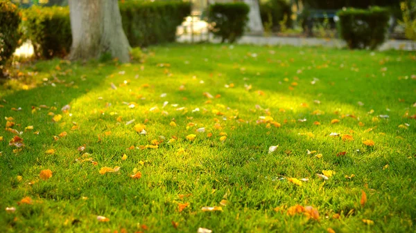 햇빛에 의해 조명 녹색 잔디 — 스톡 사진
