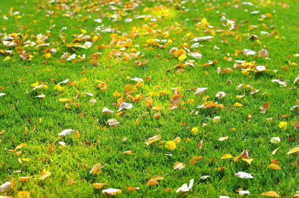 Folhas de outono caídas na grama e no solo — Fotografia de Stock