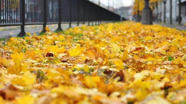 Folhas amarelas brilhantes no chão — Fotografia de Stock