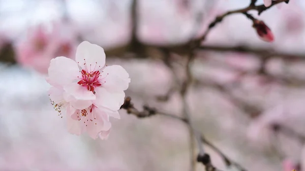 Rosa blommor på våren — Stockfoto