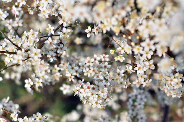 Flores brancas contra um fundo desfocado — Fotografia de Stock