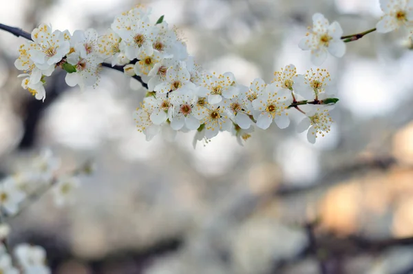 Fleurs blanches sur un fond flou — Photo