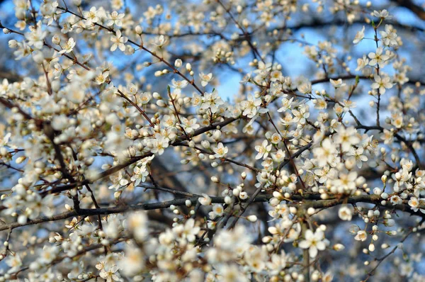 White flowers blooming in the Spring — Stock Photo, Image