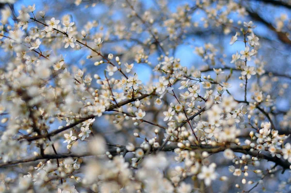 White flowers blooming in the Spring — Stock Photo, Image