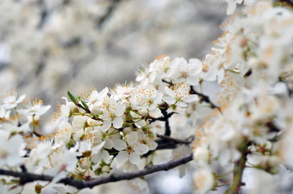 Fleurs blanches sur un fond flou — Photo