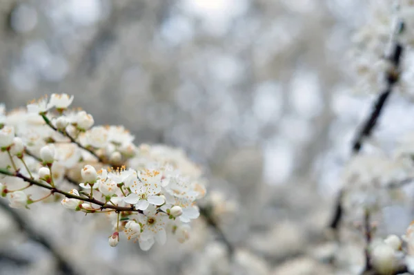 Fleurs blanches sur un fond flou — Photo