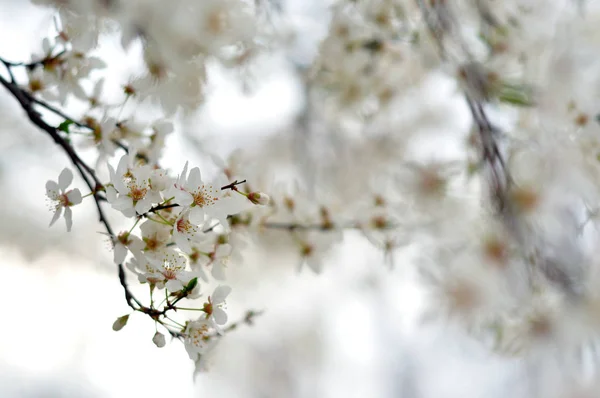 Білі квіти на розмитому тлі — стокове фото