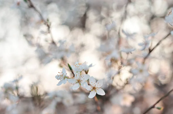Vita blommor på våren — Stockfoto