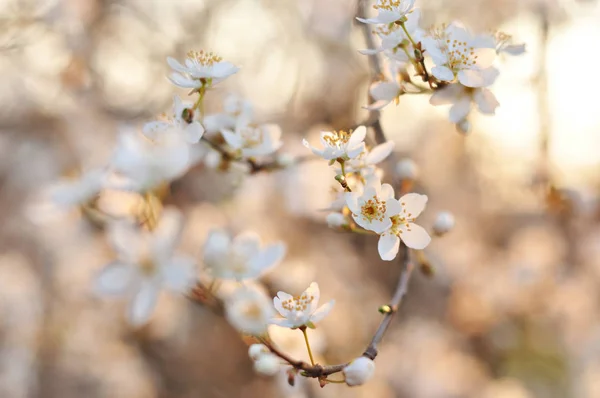 Fleurs blanches au printemps — Photo