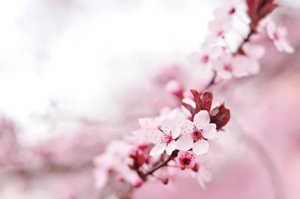 Flores rosadas de primavera — Foto de Stock