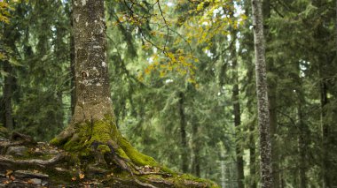 Dağlarda kayın ağacının kapatılması