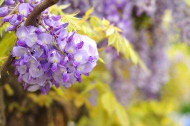 Wisteria ilkbaharda çiçek açıyor