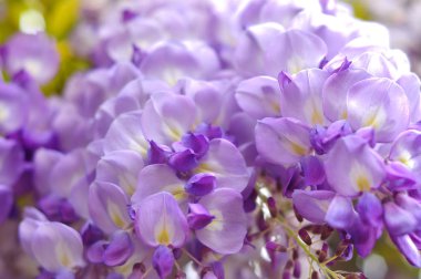 Wisteria ilkbaharda çiçek açıyor