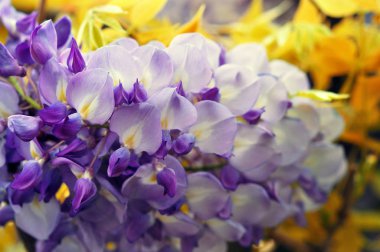 Wisteria ilkbaharda çiçek açıyor