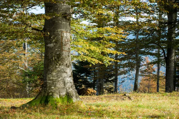 Close-up van beuken boom in de bergen — Stockfoto