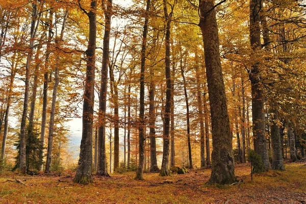 Autumn trees in the mountains, vintage filter applied — Stock Photo, Image