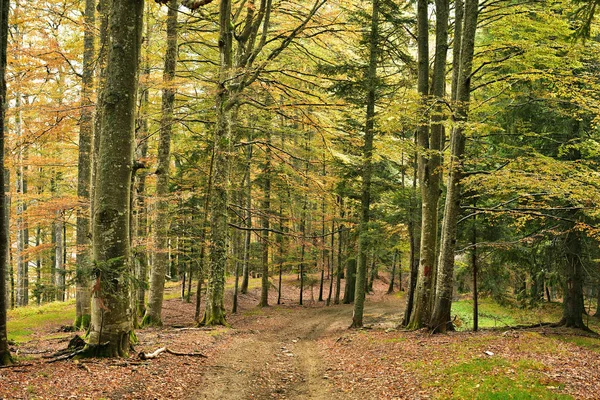 Podzimní stromy v horách, použitý filtr — Stock fotografie