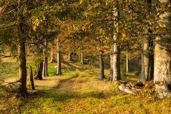 Venkovská stezka ve starém horském lese — Stock fotografie