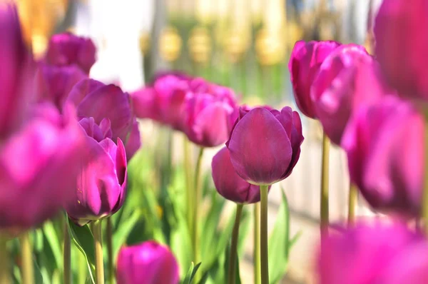 Tulipanes morados de cerca —  Fotos de Stock