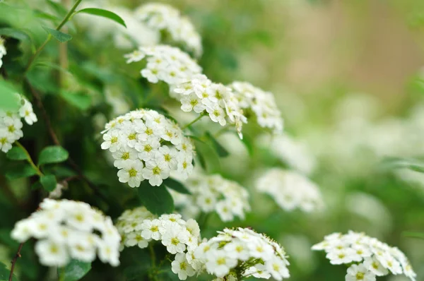 Białe kwiaty na wiosnę, Viburnum lentago, Nannyberry — Zdjęcie stockowe