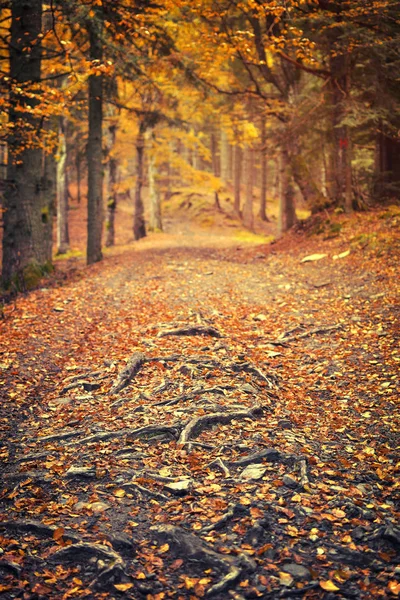 Caminho nas montanhas com raízes, em cores vintage — Fotografia de Stock