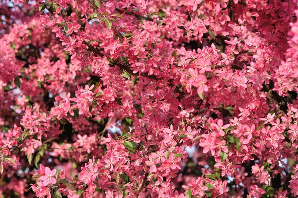 Flores de primavera rosa — Fotografia de Stock